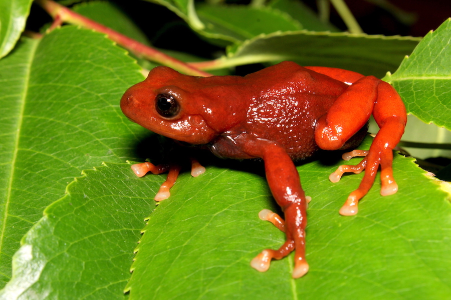A red frog faces tough odds in Ecuador