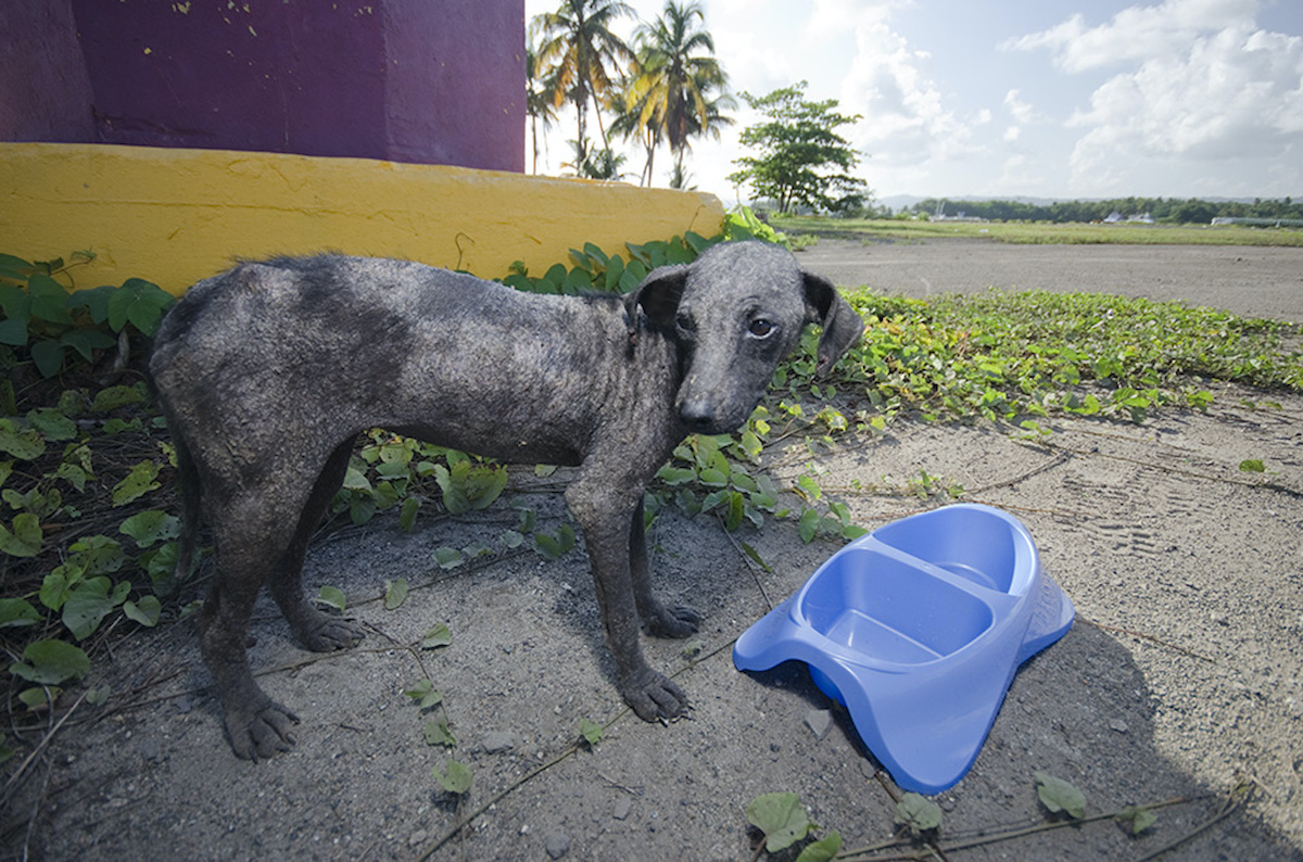 Stray animals abound in Puerto Rico following crises